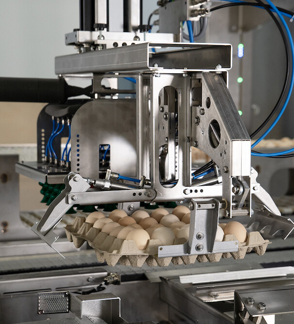 Fertilization_status_Befruchtungsstatus_2