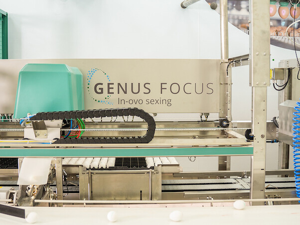 In ovo sexing_Geschlechtsbestimmung_1