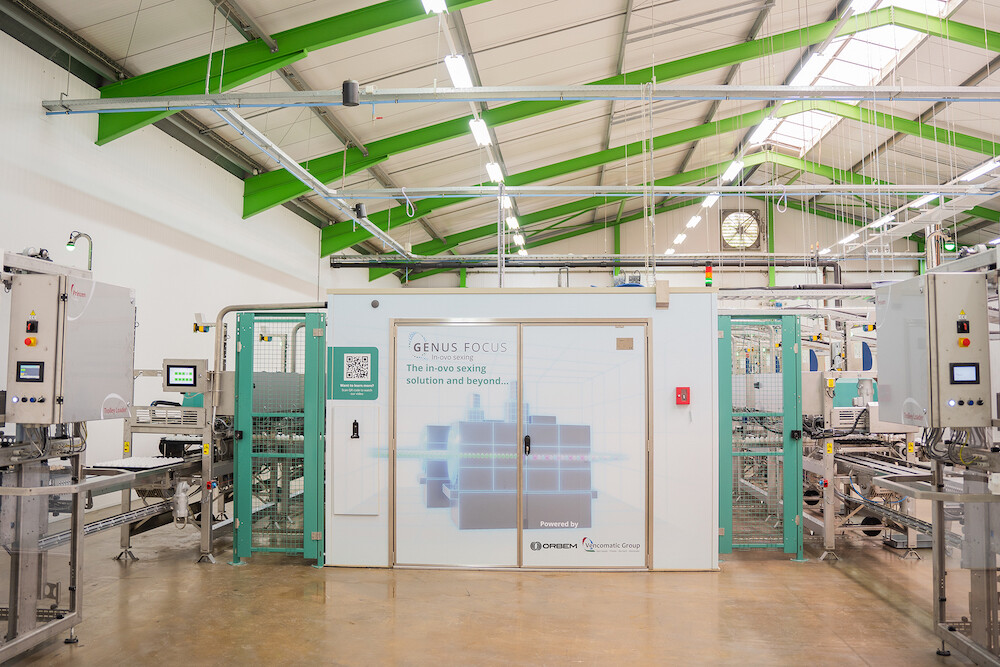 In ovo sexing_Geschlechtsbestimmung_2